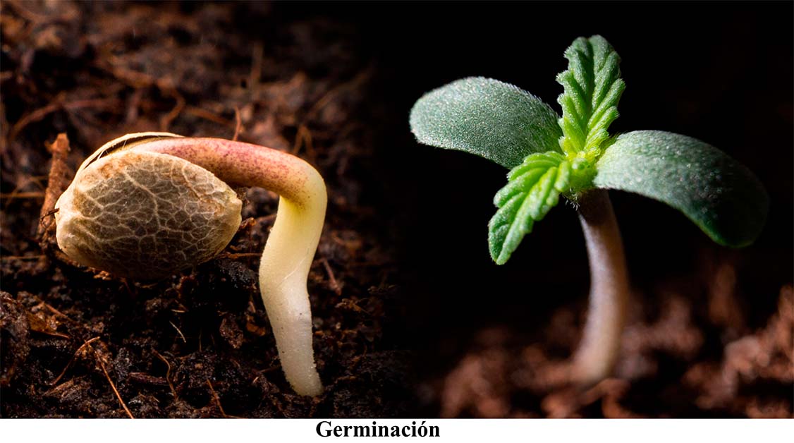 Almacenamiento de semillas de cannabis