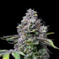 Apple Fritter
