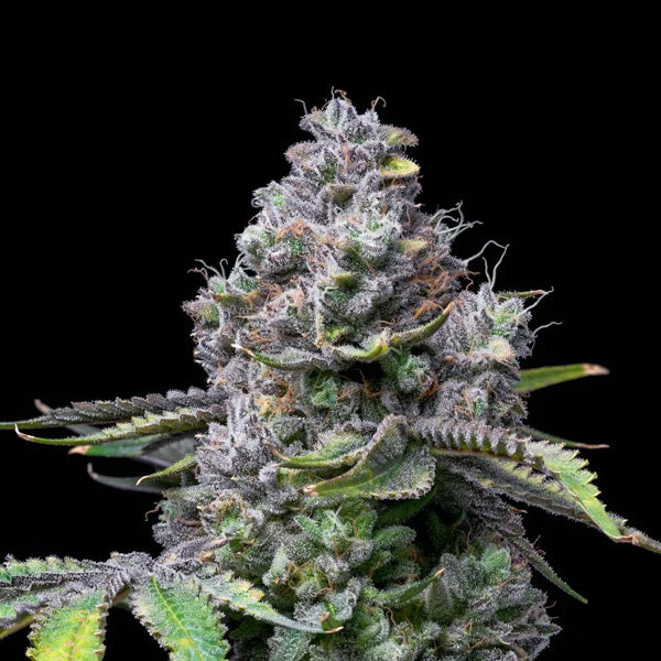Apple Fritter