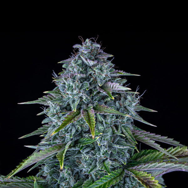 Apple Fritter Auto