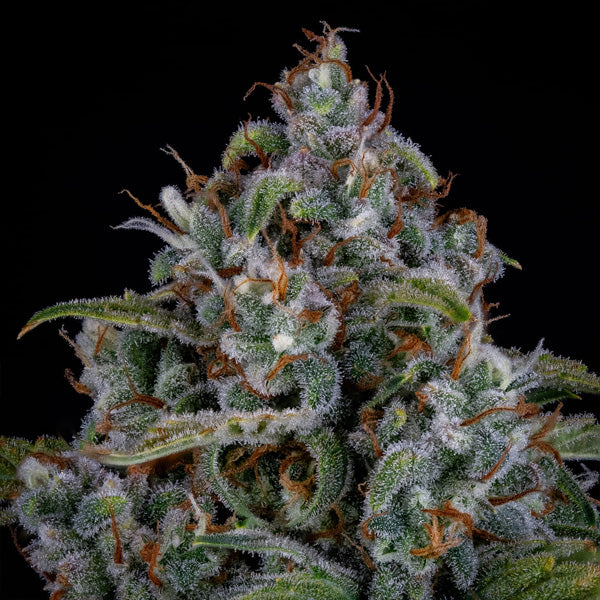 Cereal Milk