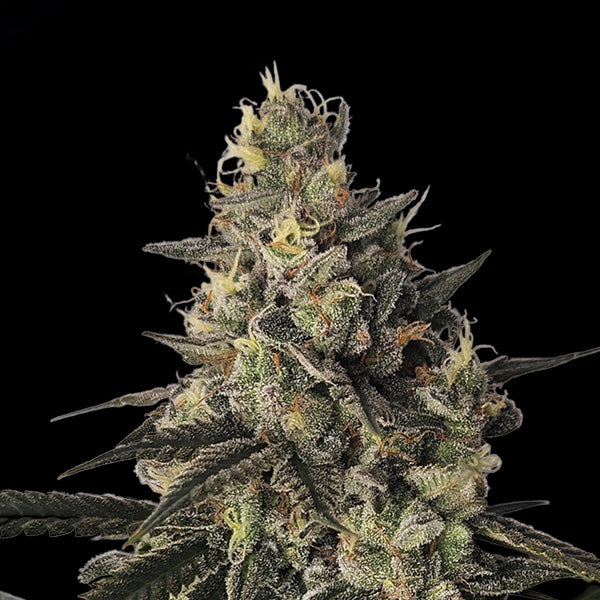 FCL x Skunk Master Kush