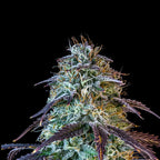 Forbidden Fruit Auto