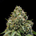 Gary Payton x Skunk Master Kush
