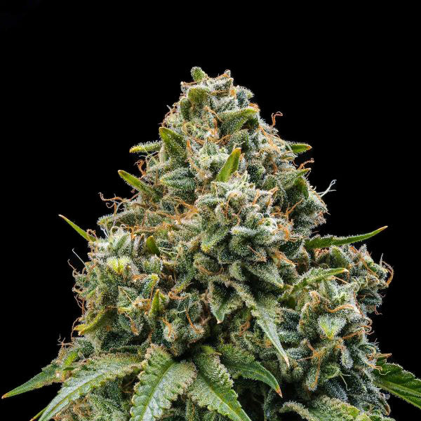 Gary Payton x Skunk Master Kush
