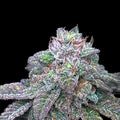 Gelato 33 x Guava