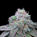 Gelato 33 x Guava
