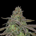 Honey Cream x Runtz