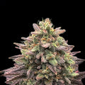 Krol x Skunk Master Kush