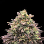 Krol x Skunk Master Kush