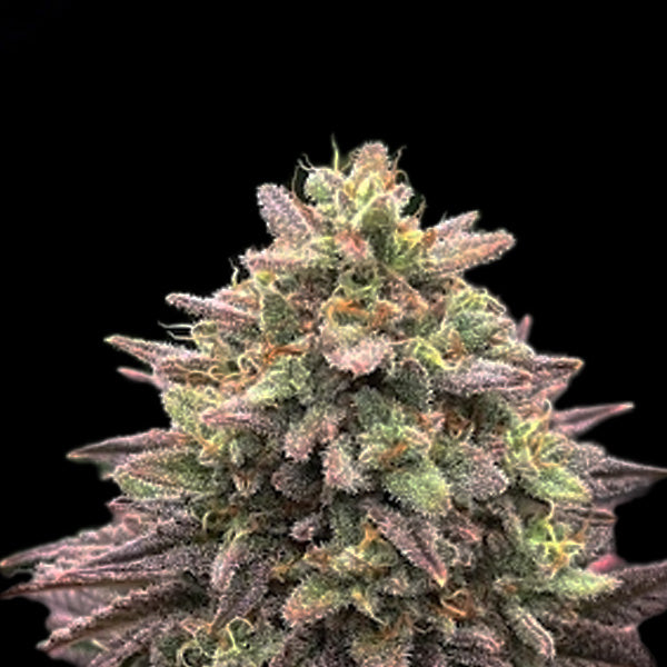 Krol x Skunk Master Kush