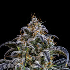 Lemon Cherry Gelato Auto