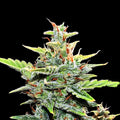 Lemon Gorilla Auto