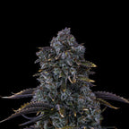 Mandarine Cookies Auto