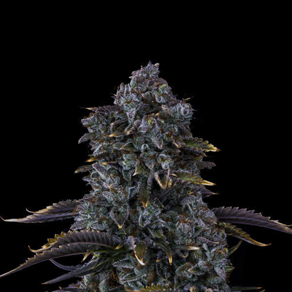 Mandarine Cookies Auto