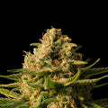Mint x Skunk Master Kush