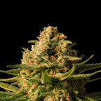 Mint x Skunk Master Kush