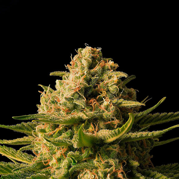 Mint x Skunk Master Kush