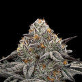 Oreoz