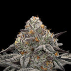Oreoz