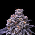 Oreoz x Skunk Master Kush