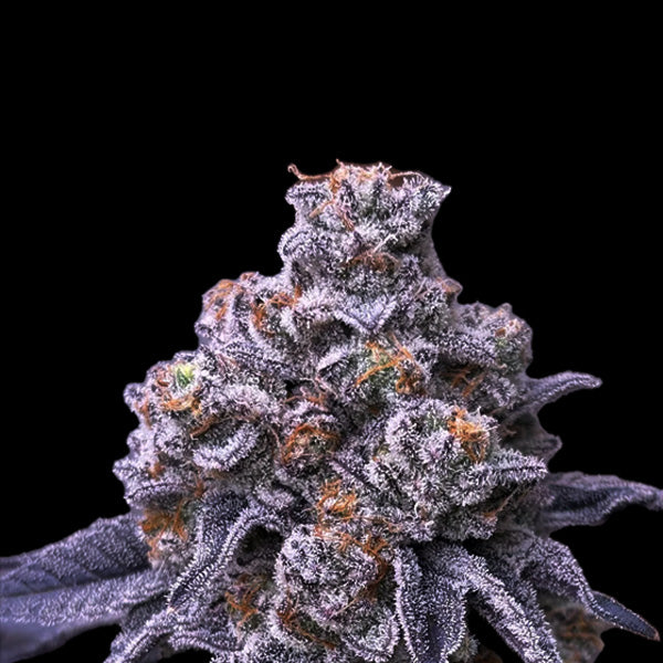 Oreoz x Skunk Master Kush