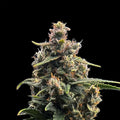 Oreoz x Skunk Master Kush