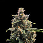 Oreoz x Skunk Master Kush