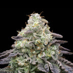 Peanut Butter Breath