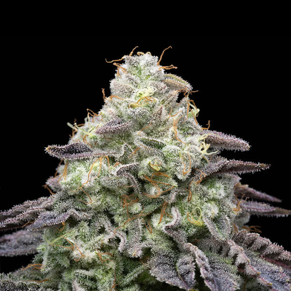 Peanut Butter Breath