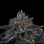 Permanent Marker Auto