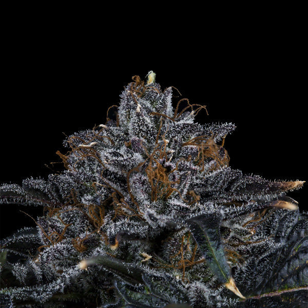 Permanent Marker Auto