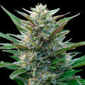 Skunk Master Kush