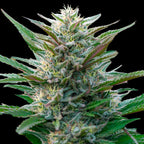 Skunk Master Kush