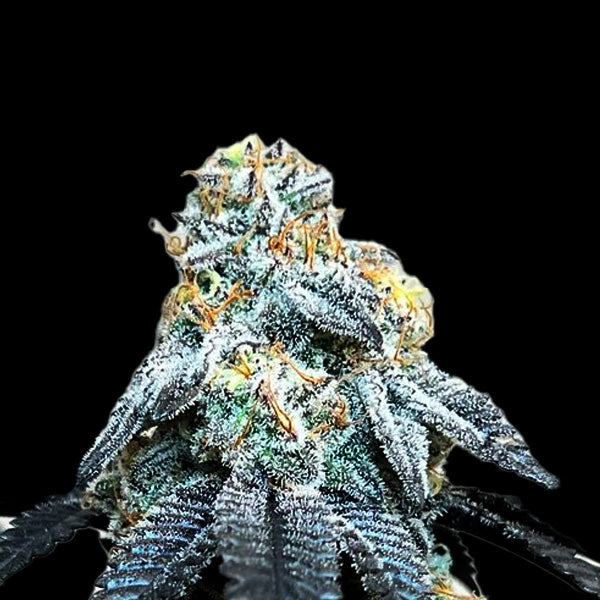 Strawberry Pie Auto