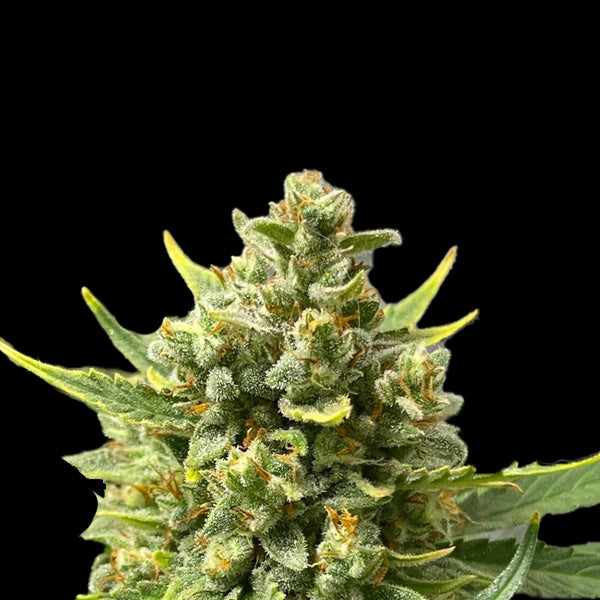 Strawberry Banana Auto