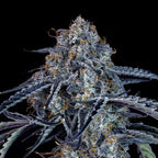 Tropicana Banana Auto