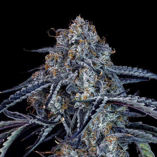 Tropicana Banana Auto