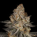 Tropicana Cookies