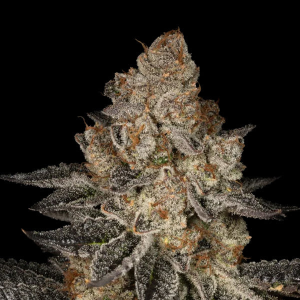 Tropicana-Kekse