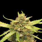 Banana Kush Auto
