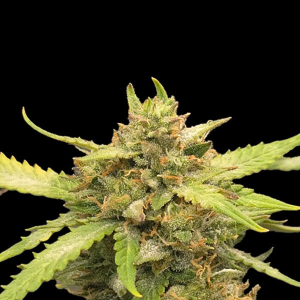 Banana Kush Auto