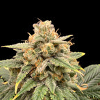 Blue Kush Auto