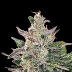 Blueberry Mazar Auto