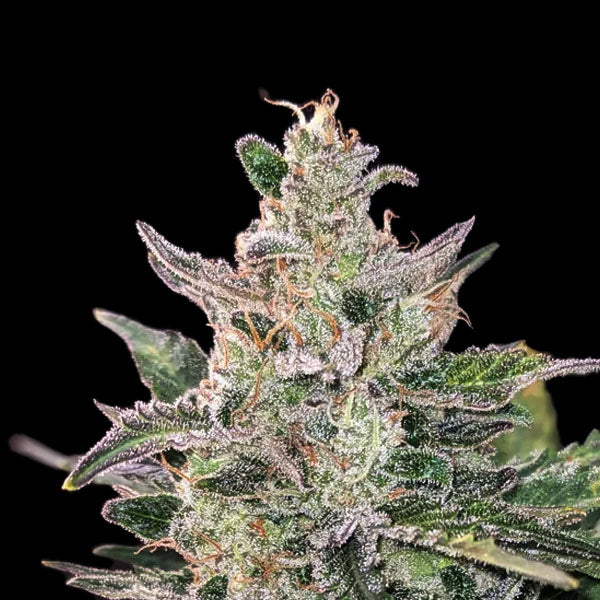 Blueberry Mazar Auto