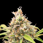 Green Fruit Auto