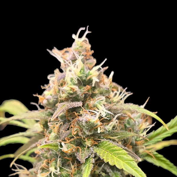 Green Fruit Auto