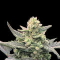 Lemon Pie Auto