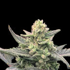 Lemon Pie Auto