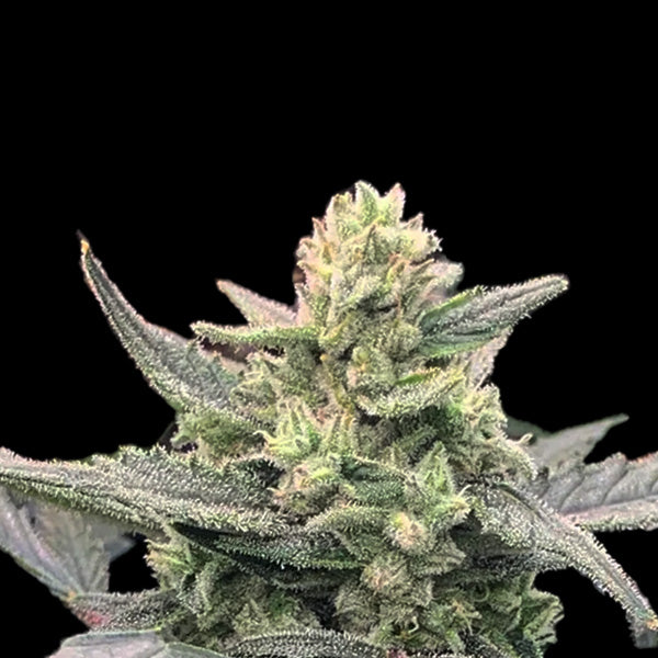 Lemon Pie Auto